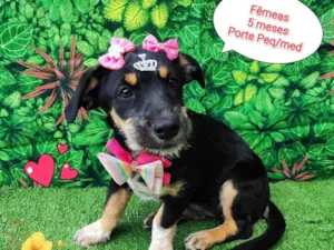Cachorro raça srd idade 2 a 6 meses nome miah