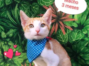 Gato raça srd idade 2 a 6 meses nome nicolas