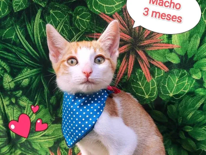 Gato ra a srd idade 2 a 6 meses nome nicolas