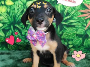 Cachorro raça SRD-ViraLata idade 2 a 6 meses nome LULU