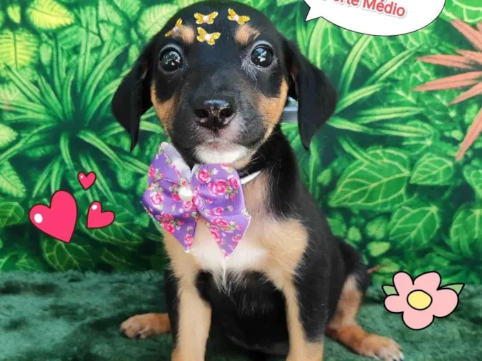 Cachorro ra a SRD-ViraLata idade 2 a 6 meses nome LULU