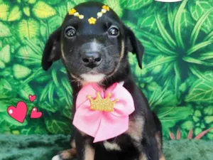 Cachorro raça SRD-ViraLata idade 2 a 6 meses nome LILI