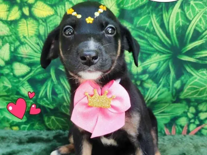 Cachorro ra a SRD-ViraLata idade 2 a 6 meses nome LILI