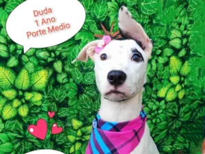 Cachorro raça SRD-ViraLata idade 1 ano nome duda