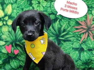 Cachorro raça SRD-ViraLata idade 2 a 6 meses nome nick