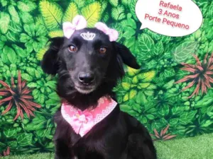 Cachorro raça SRD-ViraLata idade 3 anos nome rafaela