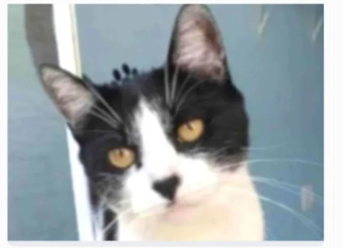 Gato ra a srd frajolinha  idade 2 anos nome MAGGIE