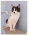 MAGGIE