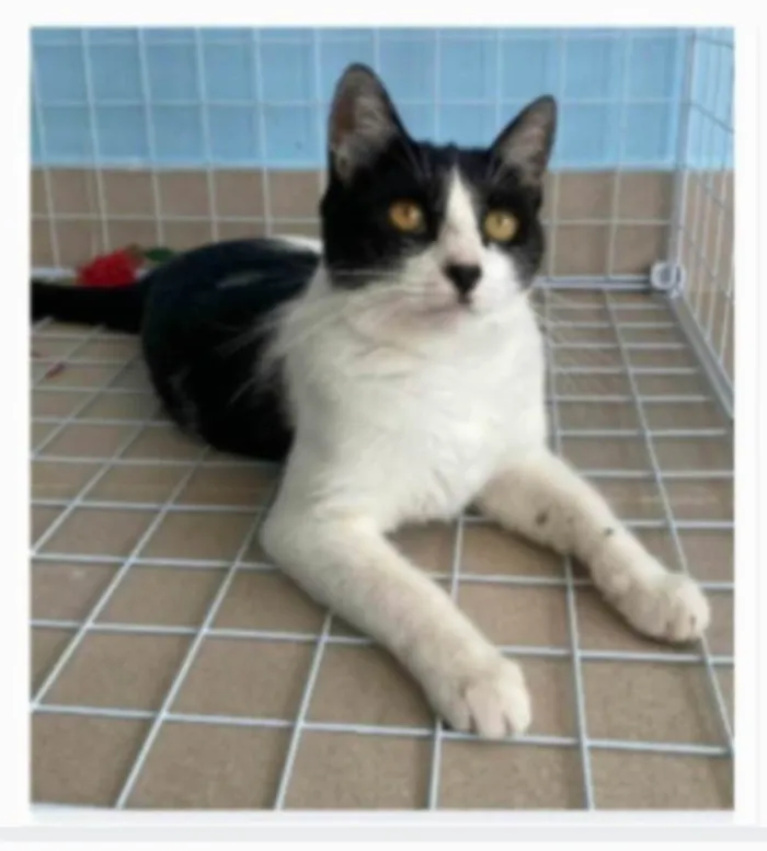 Gato ra a srd frajolinha  idade 2 anos nome MAGGIE