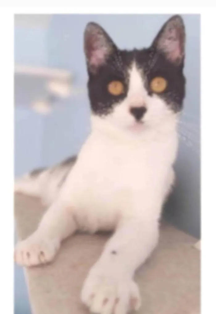 Gato ra a srd frajolinha  idade 2 anos nome MAGGIE