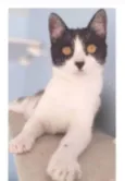 MAGGIE