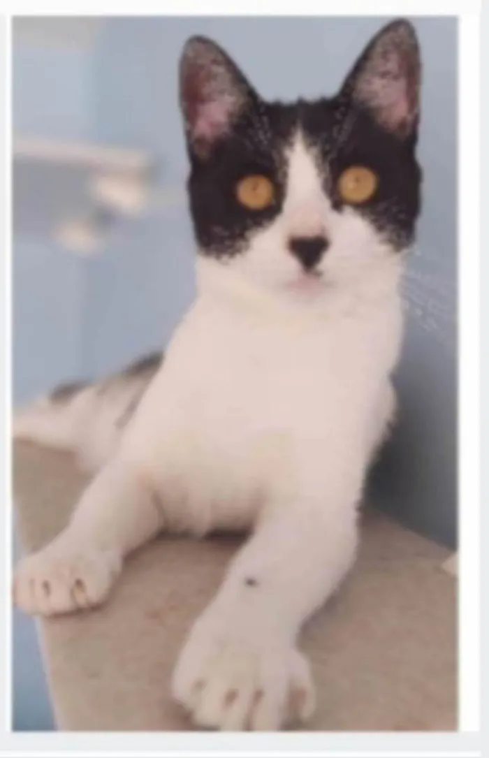 Gato ra a srd frajolinha  idade 2 anos nome MAGGIE