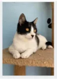 MAGGIE