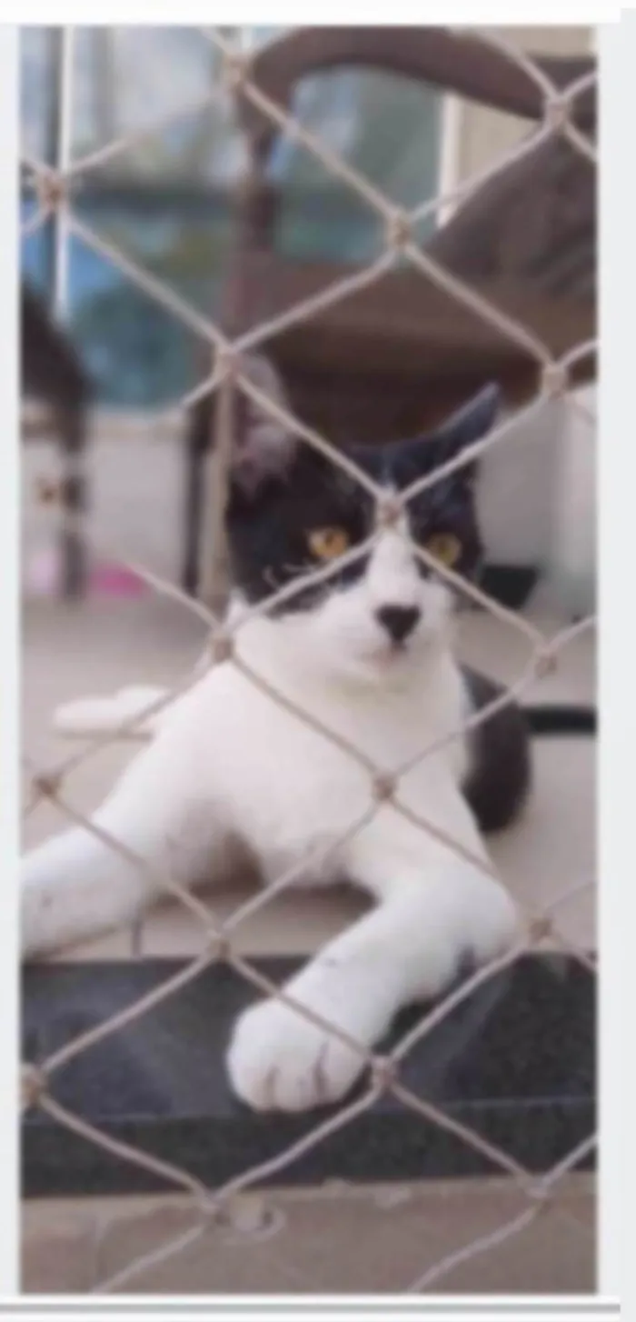 Gato ra a srd frajolinha  idade 2 anos nome MAGGIE