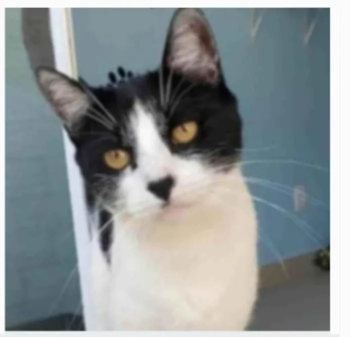 Gato ra a srd frajolinha  idade 2 anos nome MAGGIE