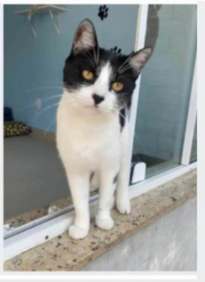 Gato ra a srd frajolinha  idade 2 anos nome MAGGIE