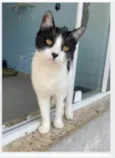 MAGGIE