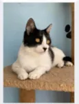 MAGGIE