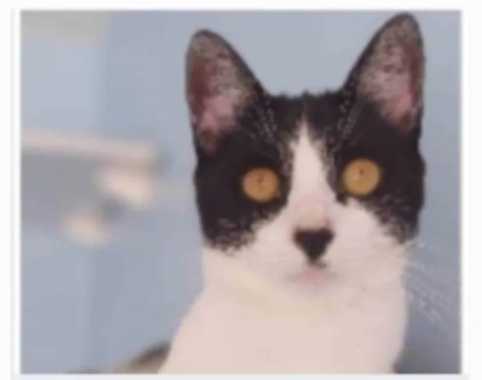Gato ra a srd frajolinha  idade 2 anos nome MAGGIE