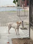 Pipoca