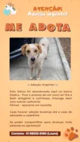 Pipoca