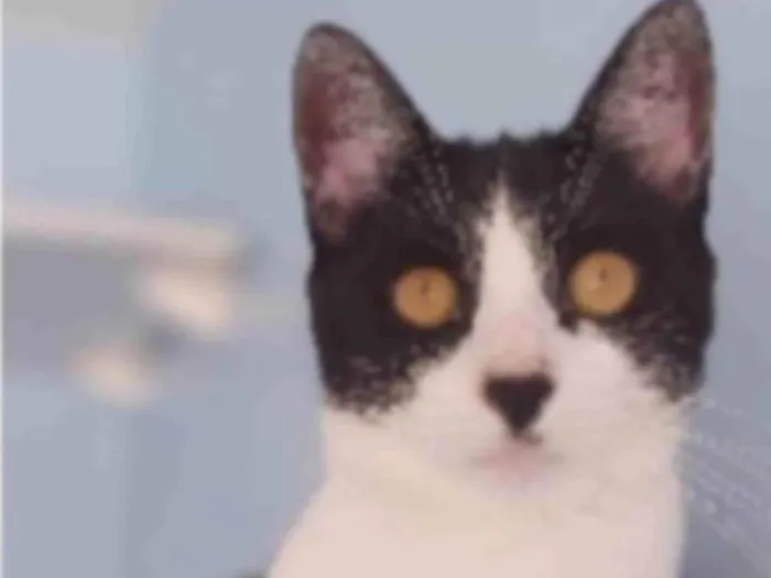 Gato ra a srd frajolinha  idade 2 anos nome MAGGIE