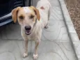 Pipoca