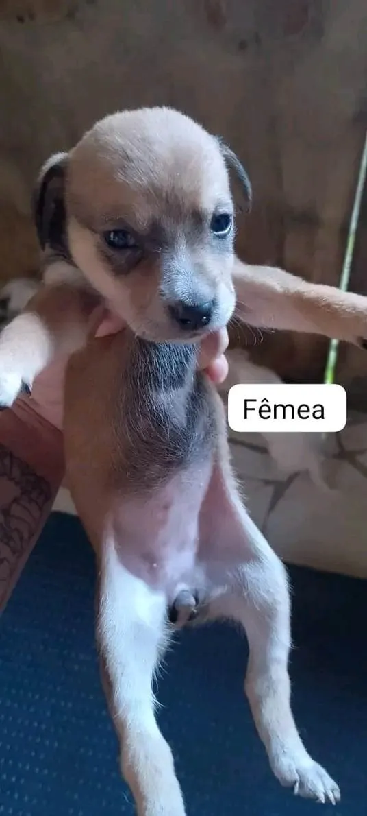 Cachorro ra a Vira lata idade Abaixo de 2 meses nome Filhotes 