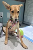 Otto