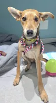 Otto