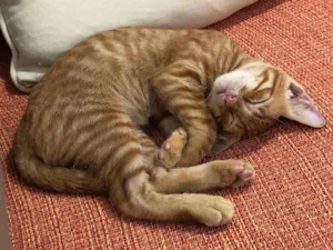 Gato raça SRD-ViraLata idade 2 a 6 meses nome Romeu
