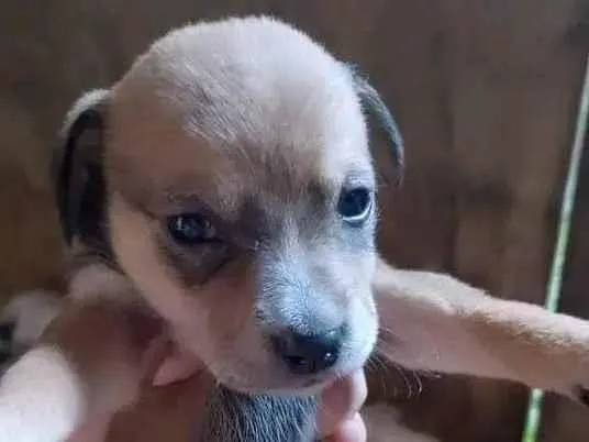 Cachorro ra a Vira lata idade Abaixo de 2 meses nome Filhotes 