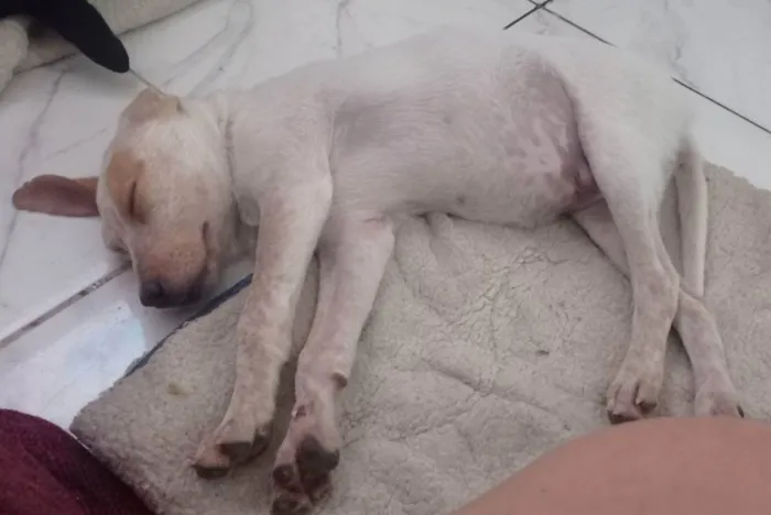 Cachorro ra a Srd idade 7 a 11 meses nome Paçoquinha 