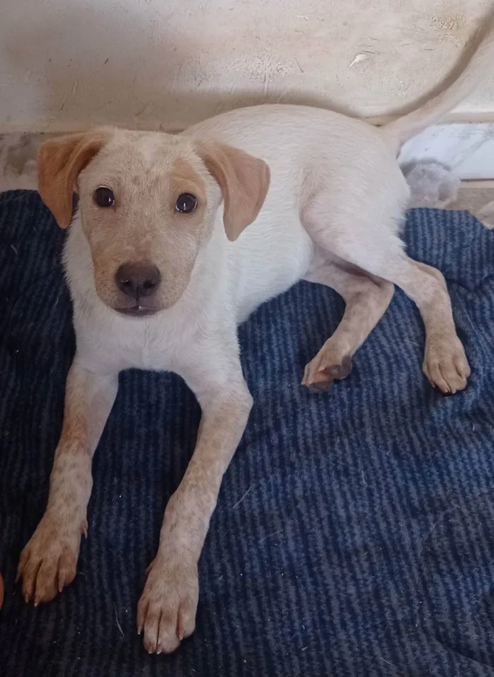 Cachorro ra a Srd idade 7 a 11 meses nome Paçoquinha 