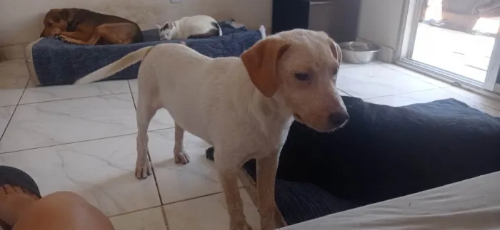 Cachorro ra a Srd idade 7 a 11 meses nome Paçoquinha 