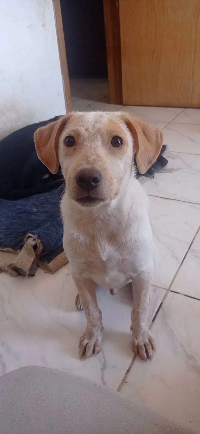 Cachorro ra a Srd idade 7 a 11 meses nome Paçoquinha 