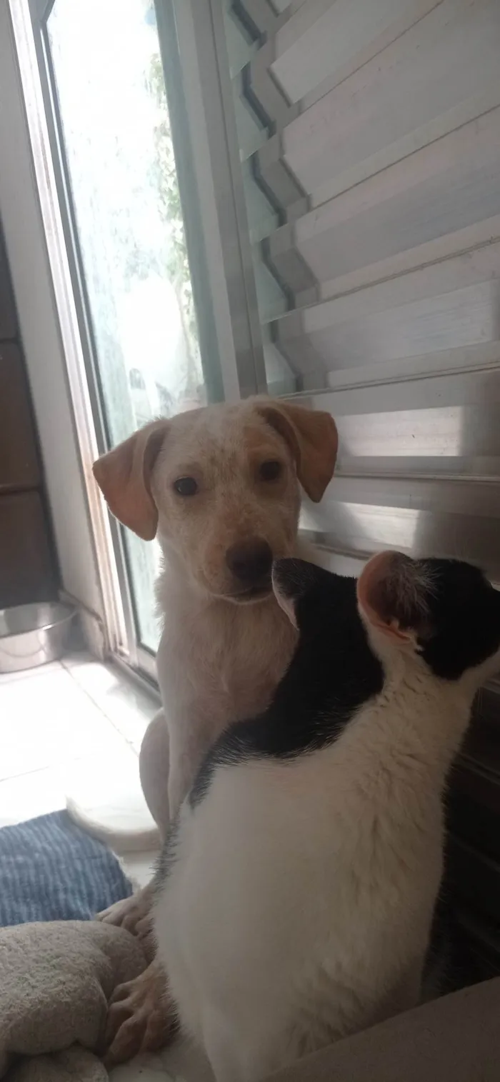 Cachorro ra a Srd idade 7 a 11 meses nome Paçoquinha 