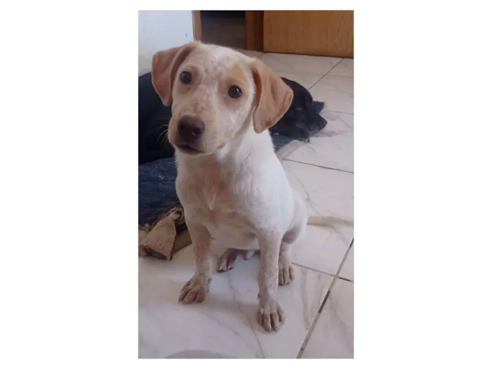 Cachorro ra a Srd idade 7 a 11 meses nome Paçoquinha 