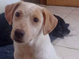 Cachorro raça Srd idade 7 a 11 meses nome Paçoquinha 