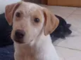 Paçoquinha
