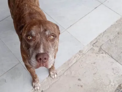 Cachorro raça Pitbull América bullying  idade 5 anos nome Pandora 