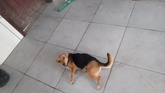 Cachorro ra a Não devinida idade 6 ou mais anos nome Menina 