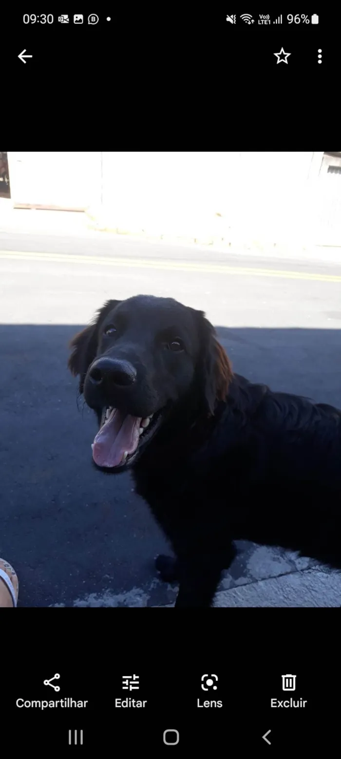 Cachorro ra a Golden retrivier preto idade 4 anos nome Flip