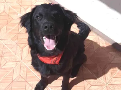 Cachorro raça Golden retrivier preto idade 4 anos nome Flip