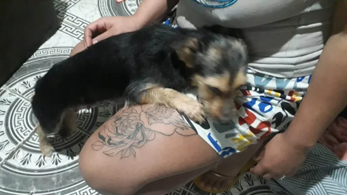 Cachorro ra a SRD-ViraLata idade 7 a 11 meses nome Nina e sem nome