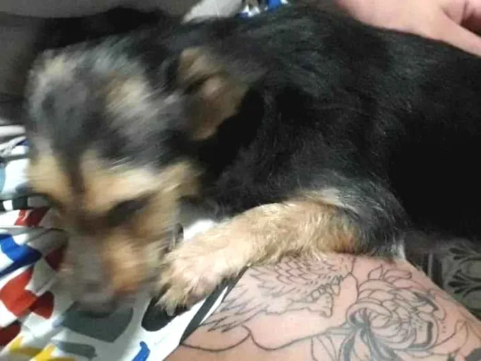 Cachorro ra a SRD-ViraLata idade 7 a 11 meses nome Nina e sem nome