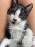 Chico