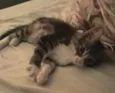 Caspian