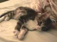 Caspian