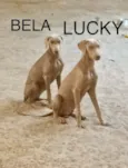Lucky e Bela 
